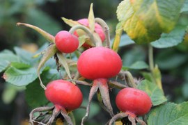 Jest ostatni moment, aby zebrać owoce dzikiej róży. A warto – są jednym z najbogatszych naturalnych źródeł witaminy C. Są cennym surowcem do przetworów: dżemów, soków, syropu, wina, a po ususzeniu dają owocową herbatkę.