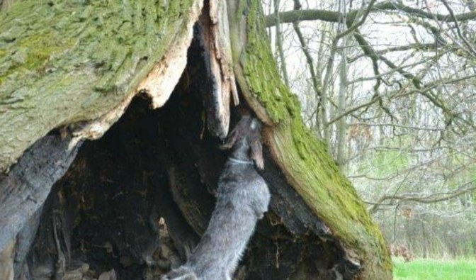Psy z zainteresowaniem przeszukują drzewa/ Fot. W. Mazur 