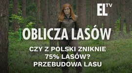 Czy z Polski zniknie 75% lasów?  Przebudowa lasu | Oblicza lasów #87