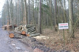 Czasami zaplanowana trasa wędrówki musi ulec zmianie. Tak się dzieje m.in. podczas pozyskiwania drewna. Zakaz wstępu do lasu jest wynikiem troski o bezpieczeństwo gości lasu. Postępowanie leśników w takich sytuacjach reguluje ustawa o lasach.