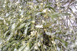 Z drzew opadły liście i w koronach uwidocznił się kulisty krzew – zimozielona jemioła (półpasożyt). Jest obecna także w wielu domach, jako jeden z symboli Świąt Bożego Narodzenia. Białe jagody są zimą zjadane m. in. przez jemiołuszki.