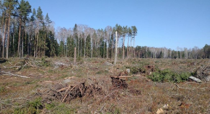 Na zdjęciu widać las zniszczony przez wiatr, połamane drzewa i gałęzie