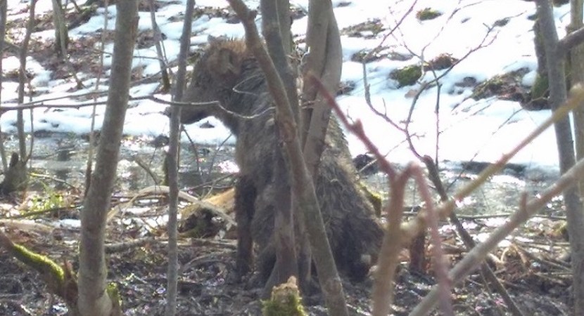 Na zdjęciu jest widoczny wilk, ktory wpadł w sidła kłusowników/ Fot. Arch. RDLP w Olsztynie