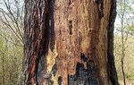 Na zdjęciu jest widoczna spalona kora drzewa/ Fot. OSP KSRG Leśna Podlaska