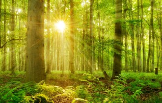Gospodarka leśna w Polsce jako przykład stosowania w praktyce zasad zrównoważonego