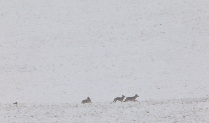 Zdjęcie przedstawia wilczą watahę w zimowej scenerii.