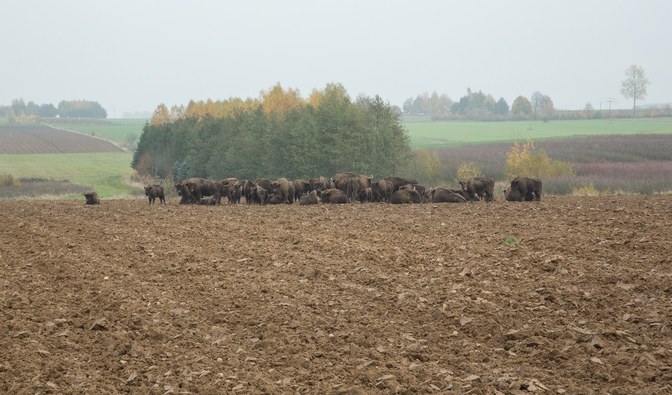 Zdjęcie przedstawia duże stado żubrów na polu uprawnym.
