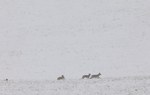 Zdjęcie przedstawia wilczą watahę w zimowej scenerii.
