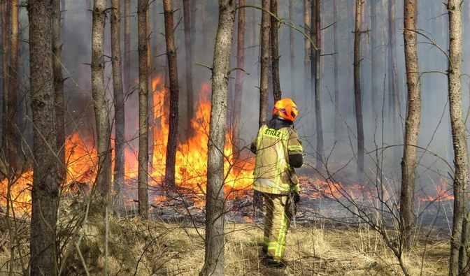 Na zdjęciu jest widoczny ogień wśród drzew, mężczyzna w stroju strażaka gasi ogień/ Fot. Krzysztof Mirecki, Nadleśnictwo Drewnica