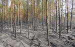 Na zdjęciu widać drzewa po pożarze, mają spaloną korę/  Fot. Krzysztof Mirecki, Nadleśnictwo Drewnica