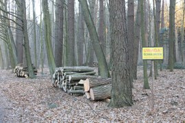 Zima to między innymi czas pozyskania drewna. W lesie słychać warkot pił mechanicznych. Może się więc zdarzyć, że na trasie leśnej wędrówki pojawi się tablica informująca o zakazie wstępu do lasu. Należy się do niego bezwzględnie dostosować.