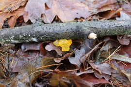 Koniec grudnia, a w lesie pachnie grzybami. Jest mokro i ciepło, mogą więc spełniać swoją rolę w leśnym ekosystemie jako destruenci. Widoczny na zdjęciu trzęsak pomarańczowożółty wyłania się spod kory przede wszystkim w chłodnej porze roku.