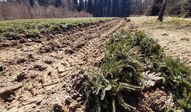 Na zdjęciu widać szkółkę leśną w  Orelcu. Sadzonki jodły leżą na ziemi i czekają na transport do lasu/ Fot. Łukasz Dziuban