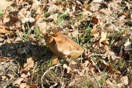 Sezon grzybowy trwa. Nie należy jednak zbierać i konsumować grzybów, które późną jesienią przetrwały w lesie pomimo szronu i mrozu. Nie zawsze to widać, jednak są one najczęściej już nadpsute przez bakterie i mogą wywołać zatrucia.