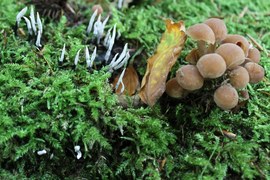 Obecnie można zaobserwować w lesie różnorodne owocniki grzybów. Widoczne na zdjęciu grzyby należą do podstawczaków – białe owocniki są określane jako gałęziaki, natomiast obok nich rośnie grzyb z kapeluszem i trzonem.