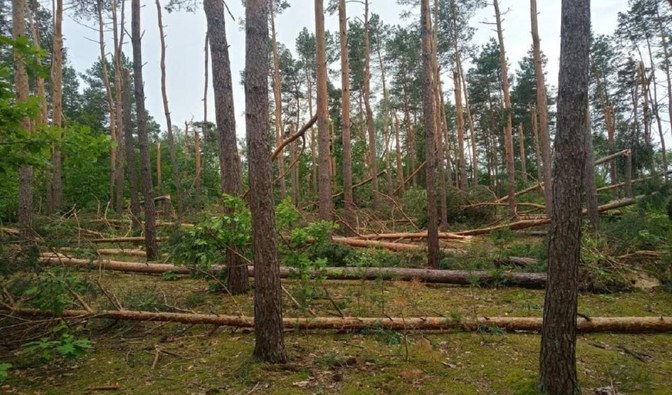 Na zdjęciu są widoczne połamane drzewa i gałęzie leżące na ziemi /Fot. Jacek Pawlak, Nadleśnictwo Świdnik