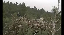 Samiec okrzykiem wita samicę, wymiana rodziców na gnieździe