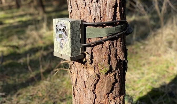Na zdjęciu fotopułapka zamontowana na pniu drzewa.