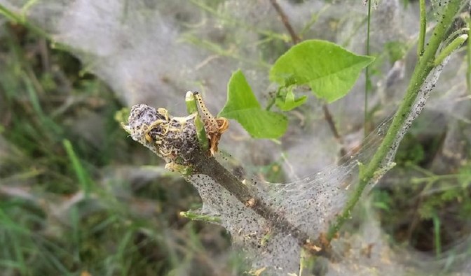 Na zdjęciu żerujące na liściach gąsienice namiotnika/ Fot. Iwona Jóźwicka