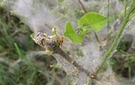 Na zdjęciu żerujące na liściach gąsienice namiotnika/ Fot. Iwona Jóźwicka