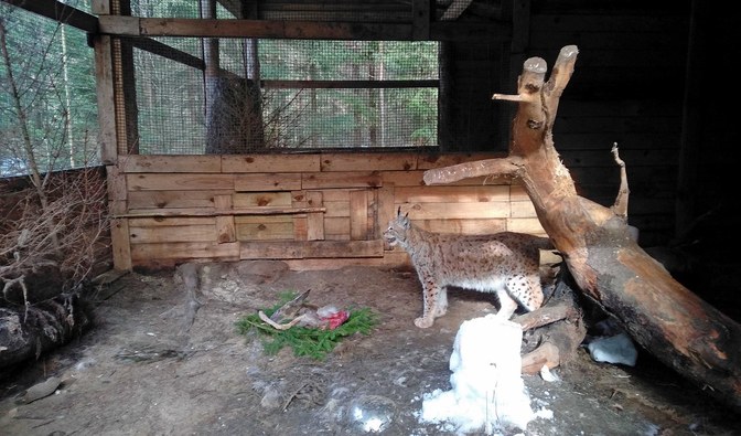 Na zdjęciu jest widoczny duży, dziki kot  - ryś, zamknięty w specjalnej klatce/ Fot. Armin Kobus, PDZ w Kadzidłowie