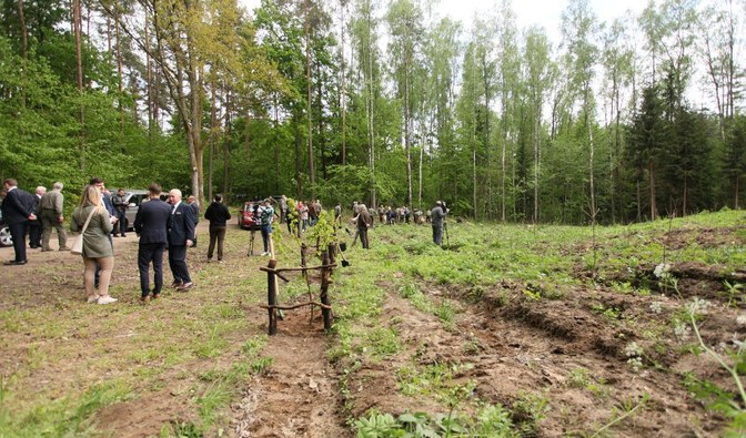 Na zdjęciu widać osoby, które stoją niedaleko lasu, część z nich sadzi drzewka/ Arch. nadleśnictw Mrągowo i Srokowo