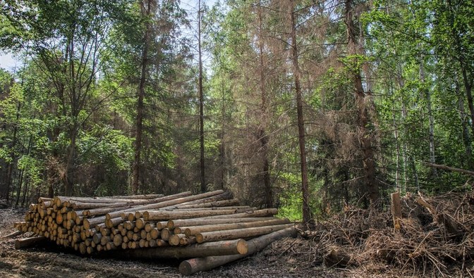 Drewno ułożone w stos, leżące przy leśnej drodze, przygotowane do wywiezienia z lasu.