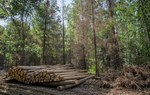 Drewno ułożone w stos, leżące przy leśnej drodze, przygotowane do wywiezienia z lasu.