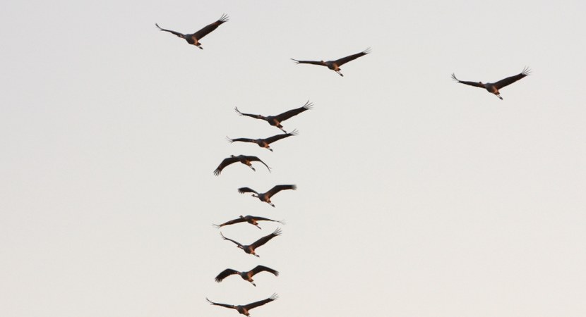 Jesienna migracja. Europejskie Dni Ptaków.