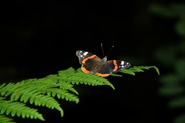 Na brzegu lasu można zaobserwować jednego z najpiękniejszych naszych motyli – rusałkę admirała. Wydaje dwa pokolenia. Część osobników zimuje w Polsce, natomiast nowe pokolenie najczęściej wędruje w okolice Morza Śródziemnego.