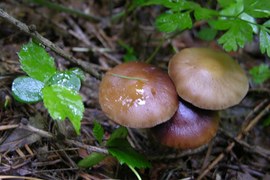 W lesie jest coraz więcej grzybów. Przestają się ukazywać owocniki grzybów wiosennych. Zaczynają się pojawiać gatunki, które będzie można spotkać do października, np. borowika szlachetnego. Łatwo go pomylić z goryczakiem żółciowym.
