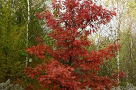 W liściach dębu czerwonego nie ma już chlorofilu; ujawniły się barwniki czerwone - antocyjany. Spełniają one ważną rolę; zapobiegają przedwczesnemu opadaniu liści, drzewo może dłużej pobierać z nich substancje odżywcze.