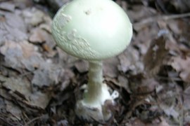 Muchomor sromotnikowy (m. zielonawy) jest wyjątkowo toksyczny dla organizmu człowieka. Należy do najgroźniejszych grzybów. Mylone są z nim inne grzyby o zielonawych owocnikach, np. gołąbek modrożółty.