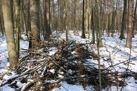Takie pozostawione stosy gałęzi to nie jest zaniedbanie gospodarza lasu, tylko celowe działanie. Zimą wiele drobnych zwierząt znajduje tutaj schronienie. Większe np. dziki, chętnie odpoczywają na takiej specyficznej „poduszce”.
