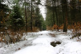 W lesie pojawiło się trochę śniegu. Niestety jest ciepło, pada deszcz, więc powoli znika. Na ścieżkach pojawiły się kałuże. Śnieg jest niezwykle potrzebny, ponieważ chroni glebę i rośliny przed szkodliwym działaniem mrozu i wiatru.