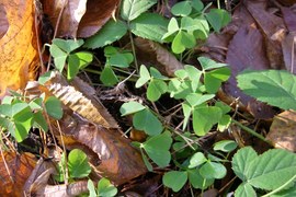 W runie leśnym, wśród opadłych, brązowych liści zielenią się liście trwałej, drobnej byliny – szczawika zajęczego. Sercowate listki składają się w nocy, podczas deszczu i przy jaskrawym świetle. Jest to pospolita roślina cieniolubna.