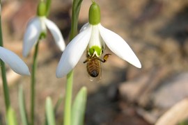 Pojawiły się już pszczoły. Robotnice, które przezimowały, jeśli tylko pozwalają na to warunki atmosferyczne, odbywają loty po pokarm. Odwiedzają pierwsze kwiaty, a do gniazda wracają obładowane pyłkiem widocznym w koszyczkach na nogach.