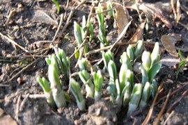Można zaobserwować coraz więcej oznak wiosny. W zacisznych miejscach wyrastają śnieżyczki przebiśnieg, nabrzmiewają pąki kwiatowe. Podobno na zachodzie Polski kwitły już dwa tygodnie temu. Wiosną te różnice regionalne są szczególnie wyraźne.
