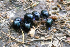 Obserwacje z jednego spaceru: przy swoim kopcu mrówki (15 szt.) próbowały powalić żuka leśnego (dzielnie się bronił), parę kroków dalej żuki leśne konsumowały dżdżownicę. Las to fascynujący obiekt do obserwacji. Tu się zawsze dużo dzieje.