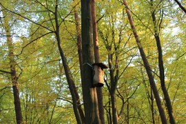 Leśnicy już teraz myślą o nowym sezonie lęgowym ptaków. W wielu miejscach czyszczą budki lęgowe, a te zniszczone wymieniają na nowe. Coraz częściej przymocowują je do pnia drzewa za pomocą specjalnej taśmy, która nie kaleczy drzew.