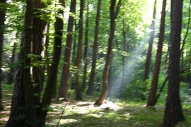 Spacer po lesie w czasie upału daje ukojenie. Panuje tu specyficzny mikroklimat. Jest tu chłodniej niż na wolnej przestrzeni (korony drzew dają cień) oraz panuje większa wilgotność (paruje woda zmagazynowana m.in. w mchach i porostach).