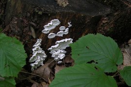 Nastał cudowny okres - szaleństwo grzybów. W lesie można zaobserwować nie tylko te klasyczne (trzonek i kapelusz), szczególnie wypatrywane przez grzybiarzy. W tym królestwie organizmów bogactwo form jest szczególnie zadziwiające.