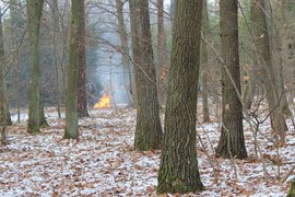 Ognisko w lesie zawsze budzi niepokój – sprawcami 90% pożarów lasu są ludzie. Ogień to dla lasu śmierć. W tym jednak przypadku wypalane były resztki pozrębowe, na szczęście coraz częściej pozostawia się je do naturalnego rozkładu.