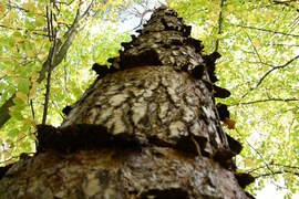 Podczas spacerów można spotkać drzewa o ciekawej deformacji kory, jak ta sosna kołnierzykowata. Przyczyna deformacji jest nieznana, podobno może mieć to związek z rożnym nasłonecznieniem poszczególnych płatów kory na pniu.