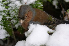 Zięba - podobno najliczniej występujący w Polsce ptak; spotykany wszędzie, gdzie są drzewa, nawet pojedyncze i niewysokie. Na zimę odlatuje do zachodniej i południowej Europy. Coraz częściej widuje się zimujące osobniki, głównie samce.