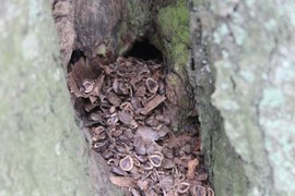 Chwilowe (mam nadzieję) ocieplenie spowodowało ożywienie wśród leśnego drobiazgu – gryzoni. Częściej widać wiewiórki szukające w ściółce leśnej nasion. Można także zaobserwować interesujące (pełne łupinek) wejścia do norek myszowatych.