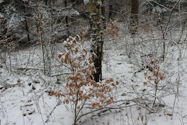 Krajobraz zmienił się na zimowy. Wszystko pokryte jest białym puchem. Są miejsca w Polsce gdzie śniegu jest tak dużo, że gałęzie uginają się pod jego ciężarem. Przed nami weekend. Zachęcam do tropienia śladów pozostawionych przez zwierzęta.