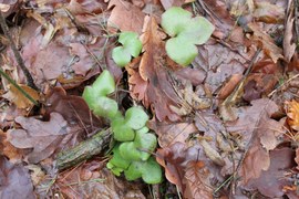 Liście przylaszczki zaprezentowane na zdjęciu nie są zwiastunem wiosny. Roślina ta jest częściowo zimozielona. Dlatego o tej porze roku można podziwiać jej liście – ciemnozielone, od spodu purpurowe. Być może zakwitnie już w marcu.
