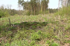 Na przedstawionej uprawie widać rzędy palików; przy każdym rośnie nowe drzewko. Takie zabezpieczenie chroni młode pokolenie lasu między innymi przed uszkodzeniami podczas zabiegów pielęgnacyjnych – usuwania chwastów, spulchniania gleby