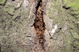 Uważny obserwator może zauważyć w pniach drzew zadziwiające budowle, takie jak na fotografii. Są to gniazda mrówek z rodzaju – gmachówka. Powodują uszkodzenia pnia na długości nawet kilku metrów. Drzewa łatwo są łamane przez wiatr.